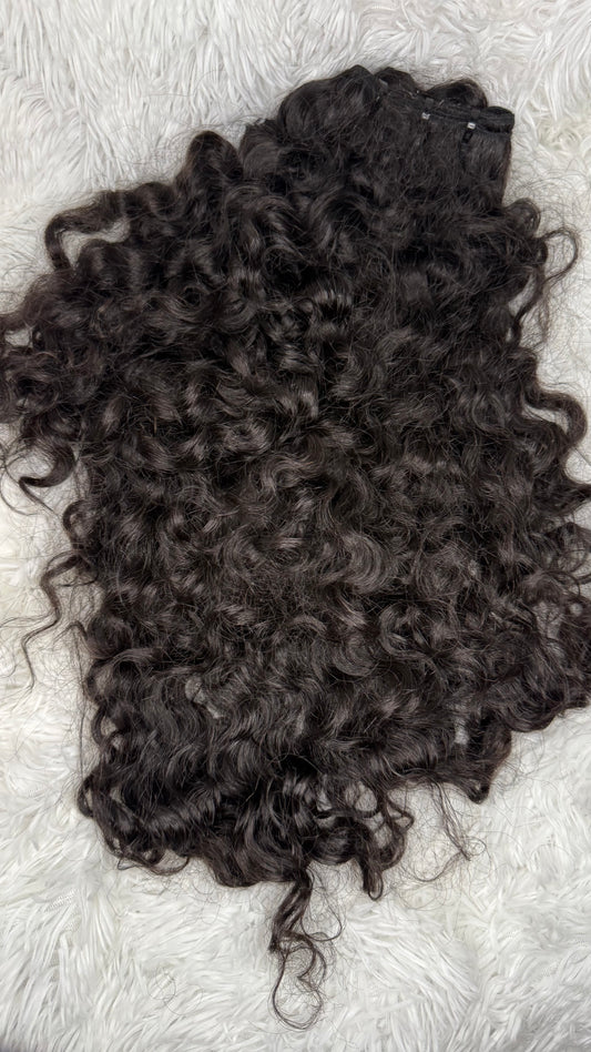 BURMESE CURLY
